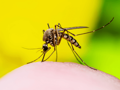 About Dardenne Prairie Apartment Pest Control - apartment pest control experts in Dardenne Prairie